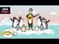 The Penguin Song | Nick Cope's Popcast | CBeebies