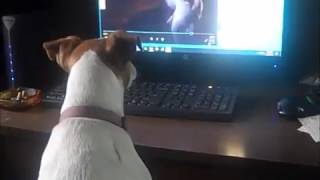 See Spot, see spot run