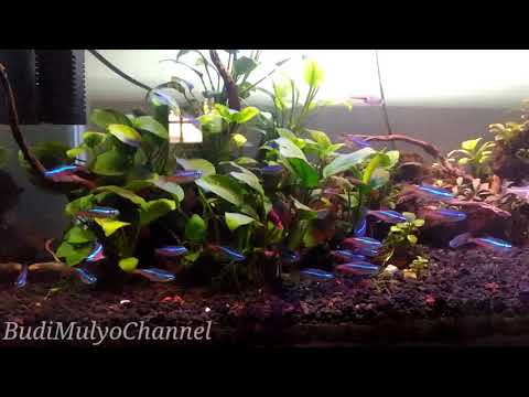 Aquascape pemula tanpa CO2