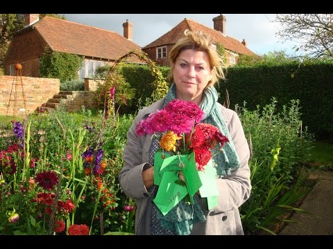 The chrysanthemum trial bed at Perch Hill in autumn