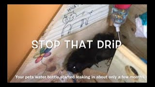 How to fix and clean a leaking guinea pig water bottle