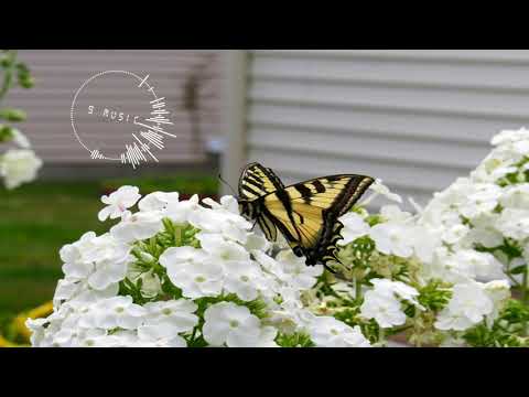 Piano and Strings Instrumental: Butterflies - Peter Sandberg