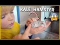 HAMSTER SAMMiE HEEFT KALE PLEKKEN ? | Bellinga Vlog #1902