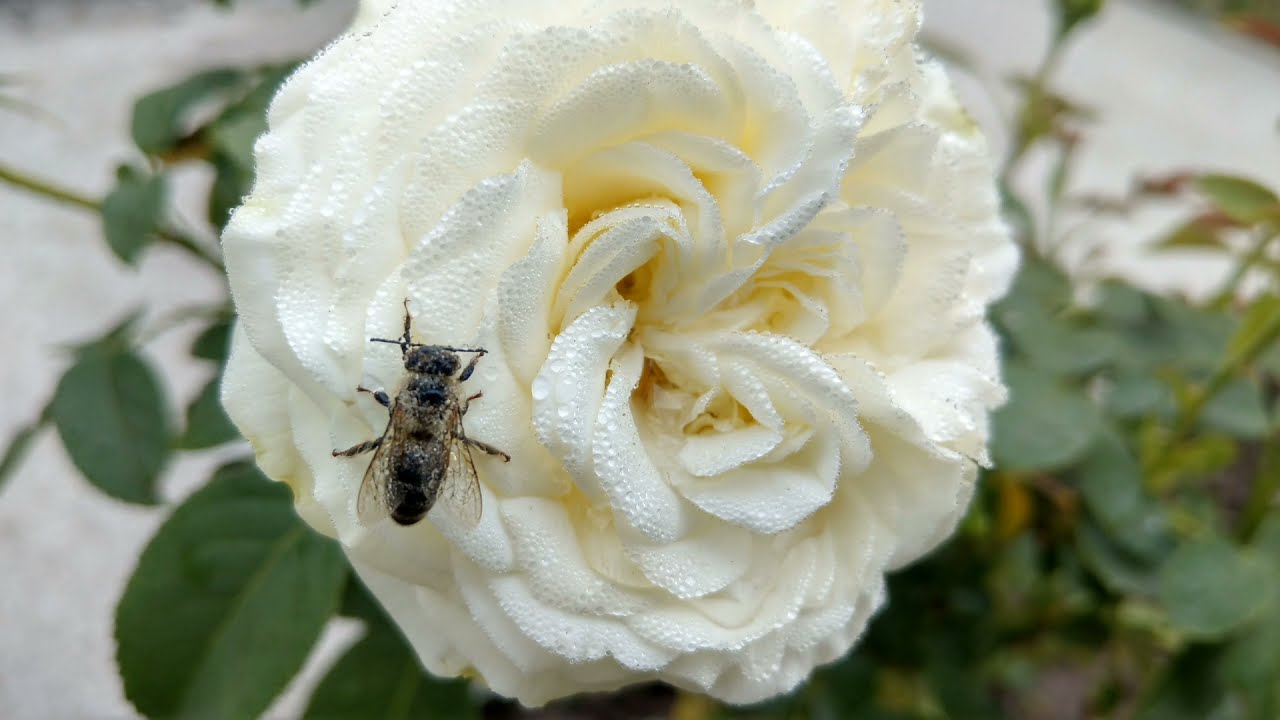 Роза ВЕДДИНГ ПИАНО #роза