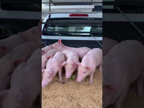 6 engordes y una F1👌🏻 para Santa Cruz Guanacaste 🇨🇷 somos Nano Pig 🐷