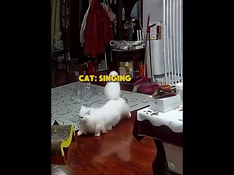 Cat Thought Nobody Was Home!【Too Cute Bro】