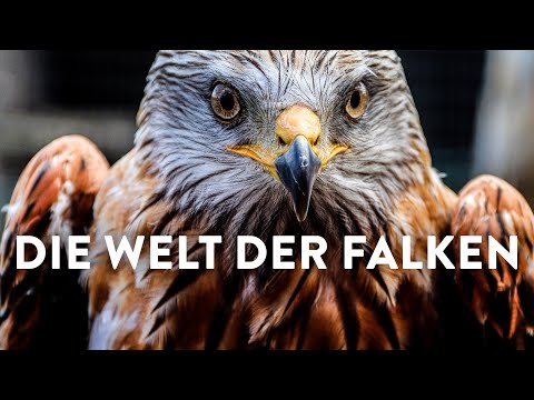 The world of falcons (exciting DOCU about falcons | whole documentary | German | HD)