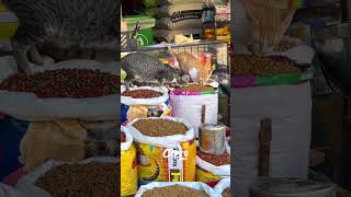Miren lo que hicieron estos GATOS 🫢 #viralvideo