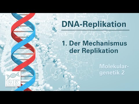 [Molekulargenetik 2] DNA-Replikation – Bedeutung und Mechanismus (Meselson-Stahl-Versuch)