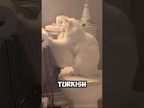 4 Reasons you should never adopt a Turkish Angora ❌ #cats #shorts