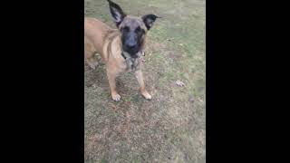 Video preview image #1 German Shepherd Dog-Unknown Mix Puppy For Sale in Sebec, ME, USA