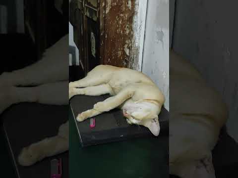 দায়িত্বরত অফিসার যখন ঘুমায়...