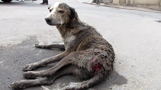 Rescue of an old street dog injured and unable to stand