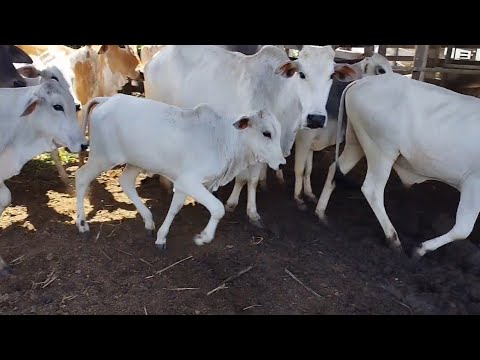 GADO NELOLE A VENDA EM SÃO BENEDITO CEARÁ. 