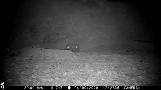 Red fox kits wagging tails