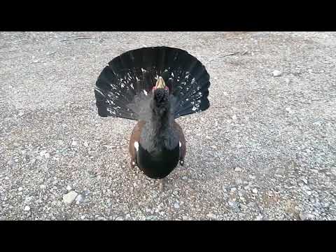Viciously attacked by an angry Wood Grouse