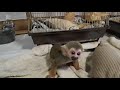 Squirrel Monkey Babies