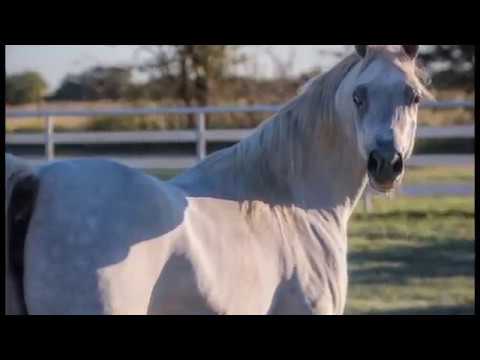 DHELILAH - Straight Egyptian Mare