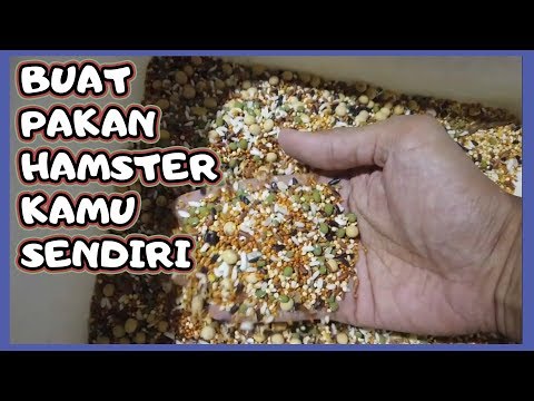 download lagu mp3 mp4 Cara Membuat Makanan Hamster Sendiri, download lagu Cara Membuat Makanan Hamster Sendiri gratis, unduh video klip Cara Membuat Makanan Hamster Sendiri