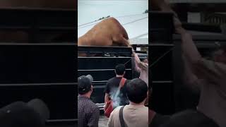 Download lagu This is the chronology of the story of the angry cow falling from the car #chronology #cow #falling mp3 Download lagu This is the chronology of the story of the angry cow falling from the car #chronology #cow #falling mp3