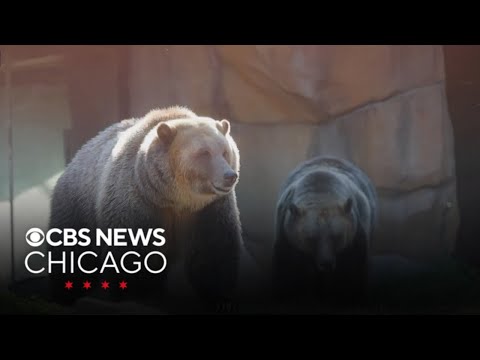 New bears Ash and Lexi debut at Lincoln Park Zoo - YouTube