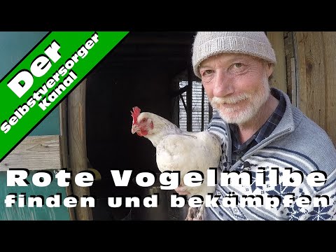 Find and combat red bird mites.