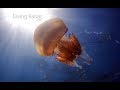 Diving Rabac - Croatia