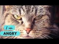 Angry Cat Sound Cat Shorts
