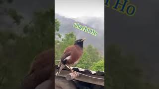 Download lagu masha allah bahut payara maina ki awaz mp3 Download lagu masha allah bahut payara maina ki awaz mp3
