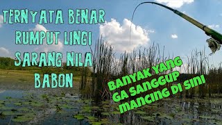 Download lagu Potensi nila babon ‼️Mancing di rumput Lingi tak pernah ingkar janji mp3