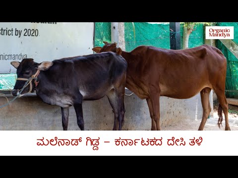 , title : 'Malnad Gidda the short cow of Karnataka [ಮಲೆನಾಡು_ಗಿಡ್ಡ ತಳಿಯ ವಿಶೇಷತೆಗಳು]'