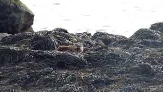 preview picture of video 'Otter near Tralee, Co Kerry'