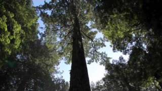 Hound Dog Taylor- You Can't Sit Still