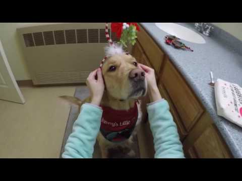 Pippa the Golden Retriever Christmas Mistletoe Makeup Tutorial ASMR Brushing