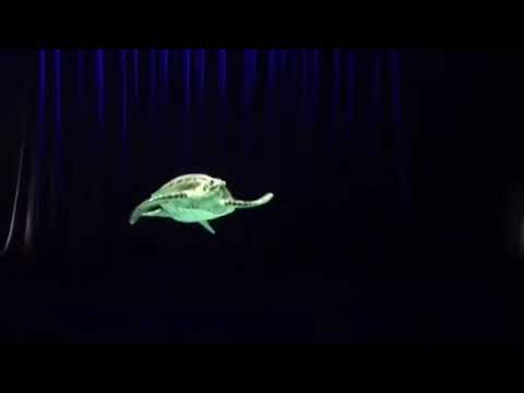 Pepperscrim Hologram