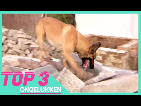 HOND REDT MENSEN VAN ONDER HET PUIN - TOPDOKS TOP 3 ONGELUKKEN