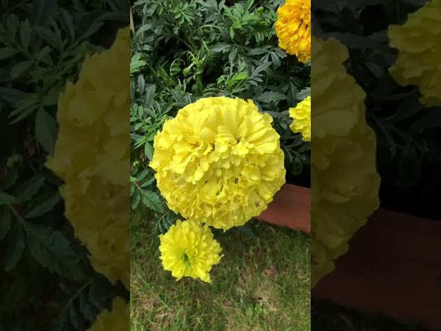 Стандарт поставки видео №1 Бархатцы F1 Битлс, смесь 