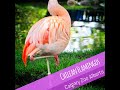 Chilean Flamingos