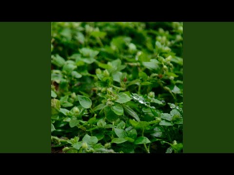 The blessing of nature