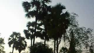 preview picture of video 'Climbing Palm Tree HD'