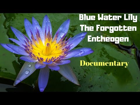 BLUE WATER LILY | Blue Lotus | The Forgotten Entheogen ( DOCUMENTARY )