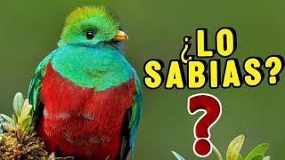 10 Datos Curiosos del Quetzal ¡Lo que No sabias del AVE MAS BELLA DEL MUNDO!