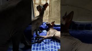 Canadian Sphynx kittens after 3 months