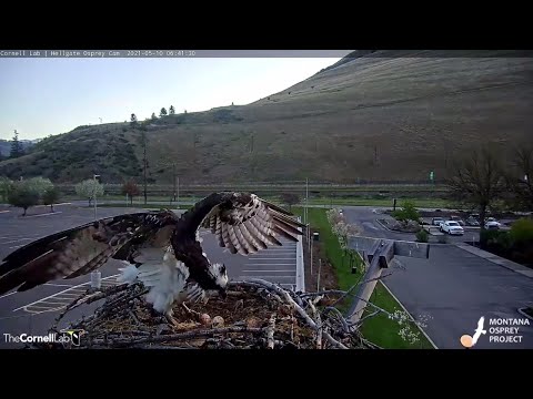 Iris The Osprey Lays Second Egg In Hellgate Nest – May 10, 2021