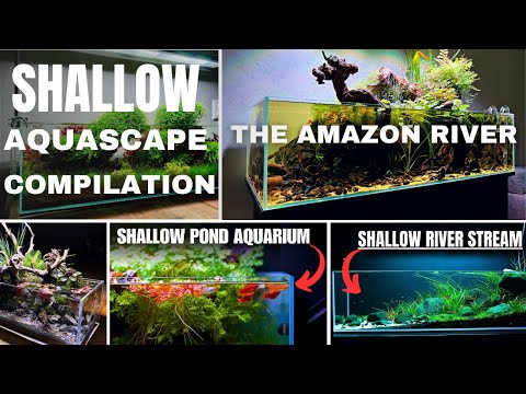 MY TOP 5 BEST SHALLOW AQUARIUM SETUPS!