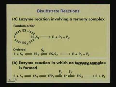 Enzymes 2