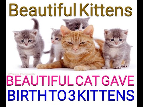 Beautiful Cat Gave Birth to 3 Kittens with Different Colors || Beauty of Nature ||