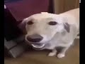 butter dog