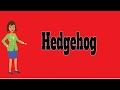 Hedgehog | Pronunciation | Meanings | Definition | Pictures | Animals Name
