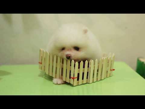 My new dog stall ! #pomeranian junjun 56days